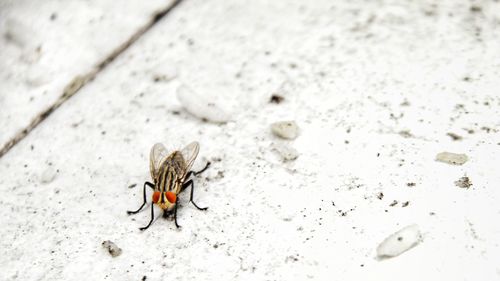 High angle view of bee