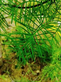 Close-up of plants growing on field