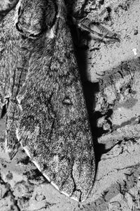 Close-up of lizard on tree trunk