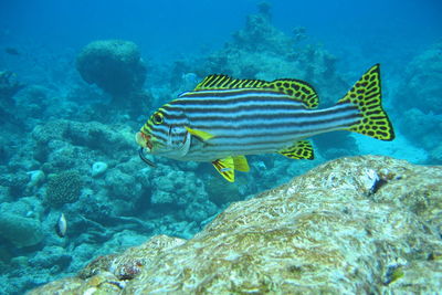 Fish swimming in sea