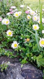 Close-up of yellow flowers blooming outdoors