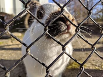 Close-up of chainlink fence