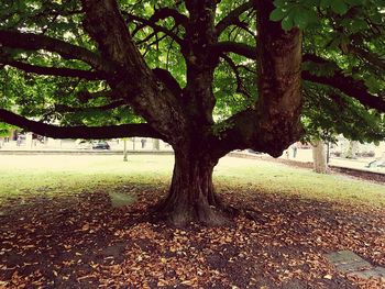 Tree in park