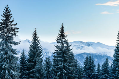 Pine trees in forest during winter