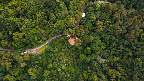 High angle view of plants and trees in forest