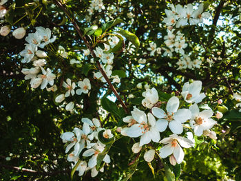 Close-up of white apple blossoms in spring