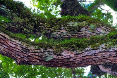 View of tree trunk by lake in forest