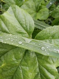 Close-up of wet plant leaves during rainy season