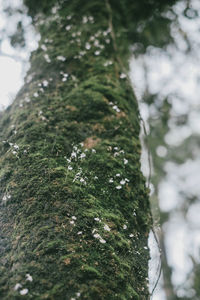 Close-up of moss on tree trunk