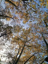 Low angle view of trees against sky