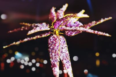 Close-up of purple flower at night