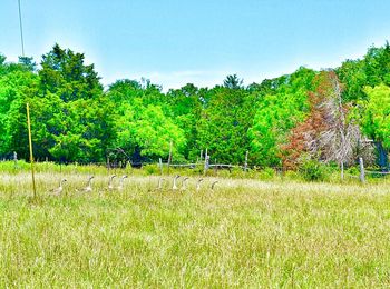 Trees on grass against sky