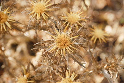 Close-up of dried plant