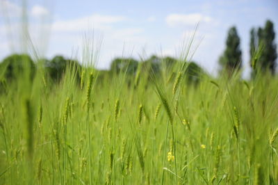 Close-up of crops growing on field against sky
