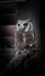 Close-up of owl perching on man