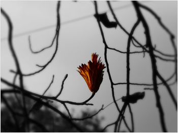 Close-up of flowers against bare branches