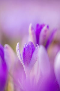 Close-up of purple flower