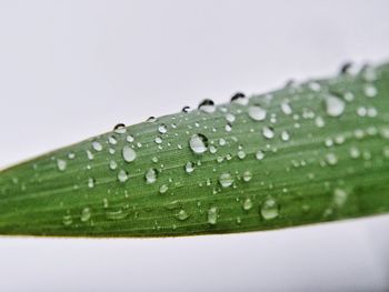 Close-up of water drops on grass