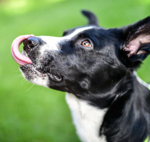 Close-up of black dog