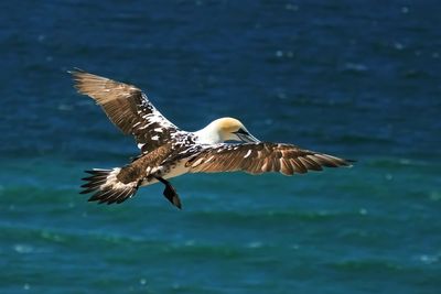 Close-up of seagull flying over sea