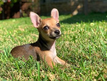 Gracie, a chihuahua puppy, enjoying a sunny day in the grass. 