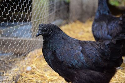 Close-up of bird 