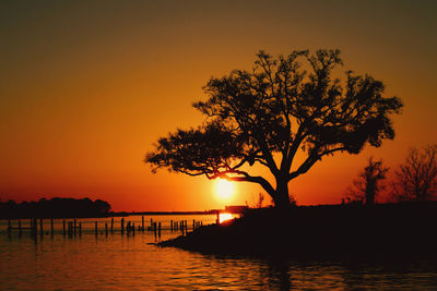 Silhouette tree at sunset