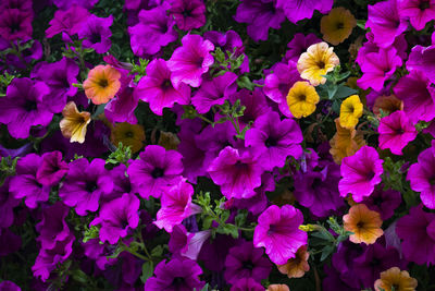 High angle view of pink flowering plants