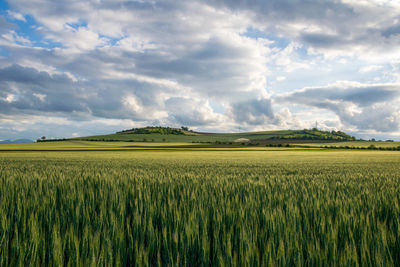 Scenic view of agricultural field against sky