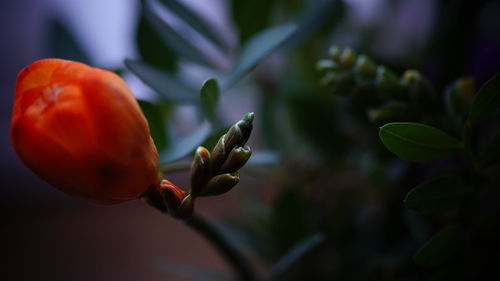 Close-up of flower 