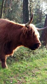 Close-up of cow on field