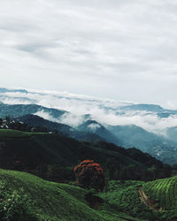 Scenic view of landscape against sky