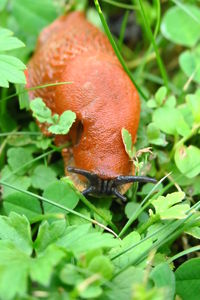 Close-up of plants