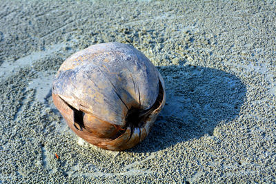 High angle view of shell on sand