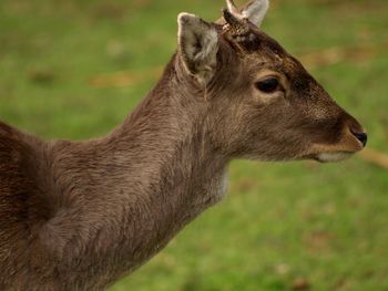 Close-up of deer on field