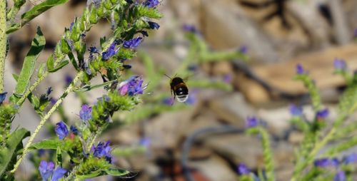 Close-up of bee pollinating on lavender