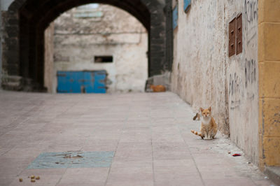 Cat outside building