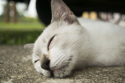 Close-up of white cat sleeping on footpath