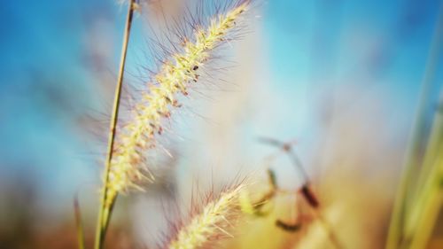 Close-up of stalks against blurred background