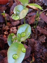 Close-up of water drops on plant