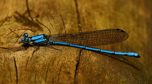 Close-up of dragonfly on wood