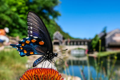 butterfly
