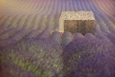 Built structure amidst lavender plants on land