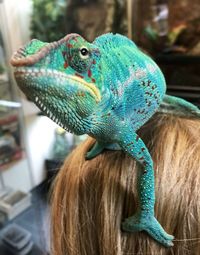 Close-up of chameleon on woman head