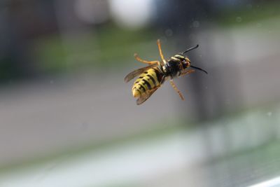 Close-up of bee