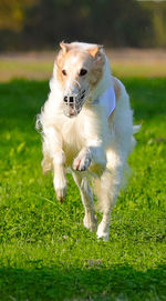 Dog running in a field