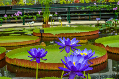 Close-up of purple water lily in pond