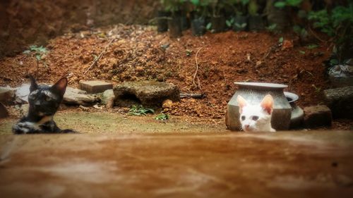 Portrait of two cats on field