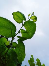 Low angle view of green leaves against sky