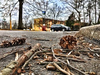 Close-up of bare tree on road